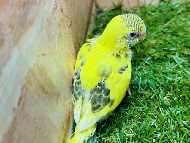 ルックス抜群⚡️⚡️⚡️ハルクインカラーのセキセイちゃんがやってきましたよ〜( ͡° ͜ʖ ͡°) セキセイインコ セキセイインコ