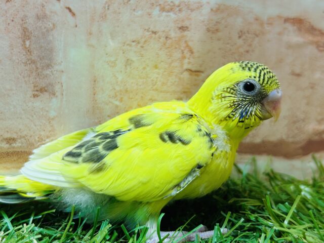 ルックス抜群⚡️⚡️⚡️ハルクインカラーのセキセイちゃんがやってきましたよ〜( ͡° ͜ʖ ͡°) セキセイインコ セキセイインコ