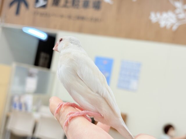 【最新画像更新🪄ひとり餌になりました☆】ねぇねぇ、あなたはどんなカラーになるの?☺️文鳥 ヒナ シルバーイノ文鳥