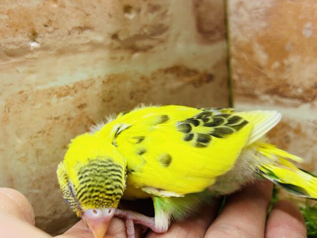 ルックス抜群⚡️⚡️⚡️ハルクインカラーのセキセイちゃんがやってきましたよ〜( ͡° ͜ʖ ͡°) セキセイインコ セキセイインコ