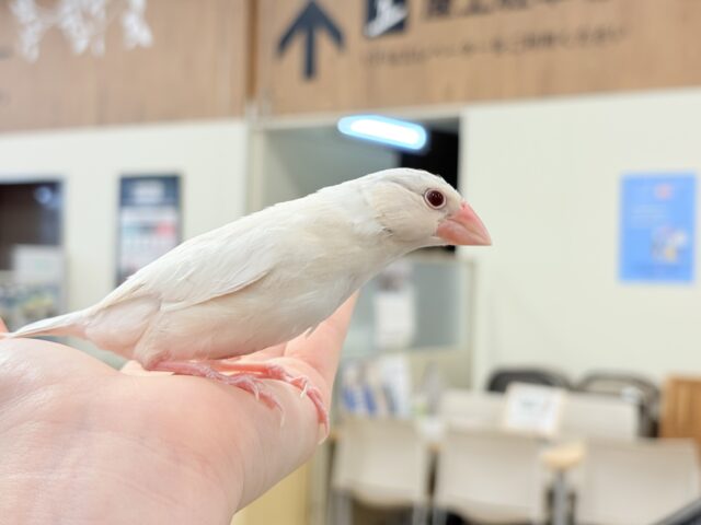 【最新画像更新🪄ひとり餌になりました☆】ねぇねぇ、あなたはどんなカラーになるの?☺️文鳥 ヒナ シルバーイノ文鳥