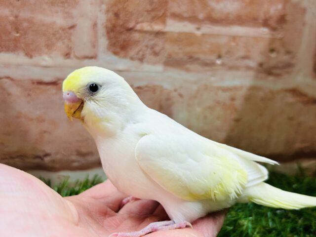 久々にクリームカラーのセキセイちゃんがやってきましたよ〜💛💛💛 セキセイインコ セキセイインコ