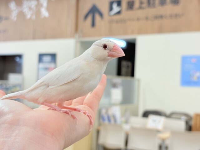 【最新画像更新🪄ひとり餌になりました☆】ねぇねぇ、あなたはどんなカラーになるの?☺️文鳥 ヒナ シルバーイノ文鳥