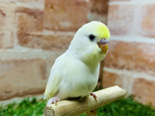 久々にクリームカラーのセキセイちゃんがやってきましたよ〜💛💛💛 セキセイインコ セキセイインコ