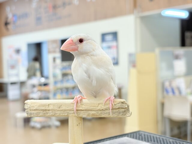 【最新画像更新🪄ひとり餌になりました☆】ねぇねぇ、あなたはどんなカラーになるの?☺️文鳥 ヒナ シルバーイノ文鳥