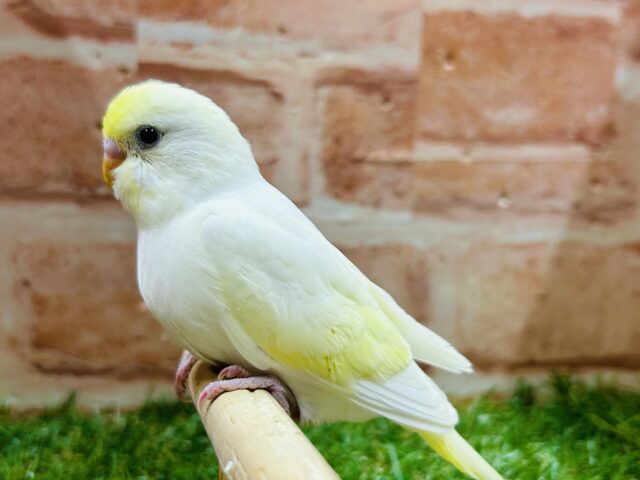 久々にクリームカラーのセキセイちゃんがやってきましたよ〜💛💛💛 セキセイインコ セキセイインコ