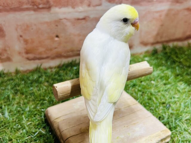 久々にクリームカラーのセキセイちゃんがやってきましたよ〜💛💛💛 セキセイインコ セキセイインコ