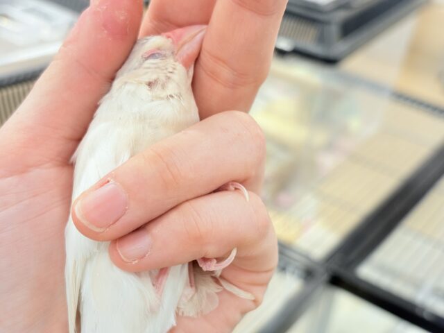 【最新画像更新🪄ひとり餌になりました☆】ねぇねぇ、あなたはどんなカラーになるの?☺️文鳥 ヒナ シルバーイノ文鳥