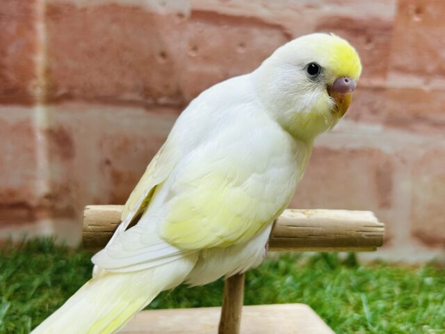 久々にクリームカラーのセキセイちゃんがやってきましたよ〜💛💛💛 セキセイインコ セキセイインコ