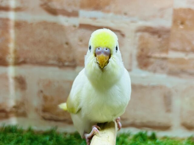 久々にクリームカラーのセキセイちゃんがやってきましたよ〜💛💛💛 セキセイインコ セキセイインコ