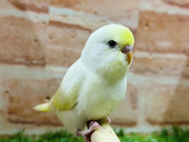 久々にクリームカラーのセキセイちゃんがやってきましたよ〜💛💛💛 セキセイインコ セキセイインコ