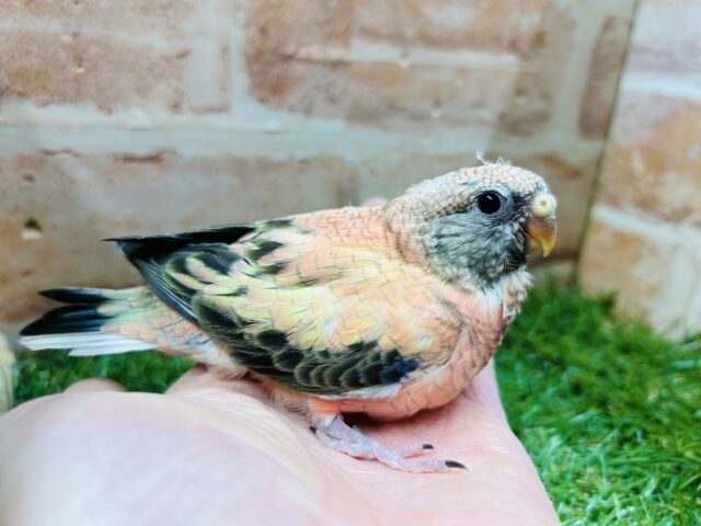 薔薇のように美しいカラーの鳥さんがやってきましたよ〜🌹🌹 アキクサインコ(ローズ) アキクサインコ(秋草インコ)
