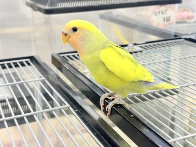 【最新画像更新🪄もうすぐひとり餌☆】フレッシュ🍋ビタミン🍊ブーケット💐コザクラインコ(タイガーチェリー) ヒナ コザクラインコ(小桜インコ)