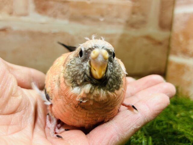 薔薇のように美しいカラーの鳥さんがやってきましたよ〜🌹🌹 アキクサインコ(ローズ) アキクサインコ(秋草インコ)
