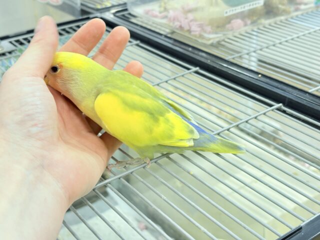 【最新画像更新🪄もうすぐひとり餌☆】フレッシュ🍋ビタミン🍊ブーケット💐コザクラインコ(タイガーチェリー) ヒナ コザクラインコ(小桜インコ)