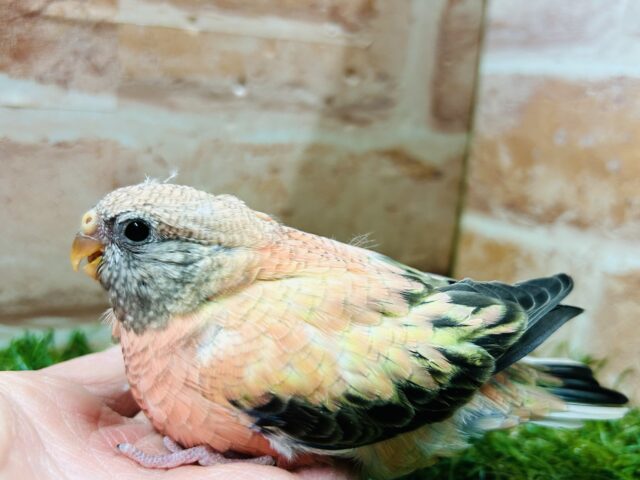 薔薇のように美しいカラーの鳥さんがやってきましたよ〜🌹🌹 アキクサインコ(ローズ) アキクサインコ(秋草インコ)