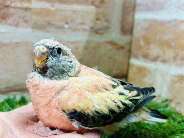 薔薇のように美しいカラーの鳥さんがやってきましたよ〜🌹🌹 アキクサインコ(ローズ) アキクサインコ(秋草インコ)