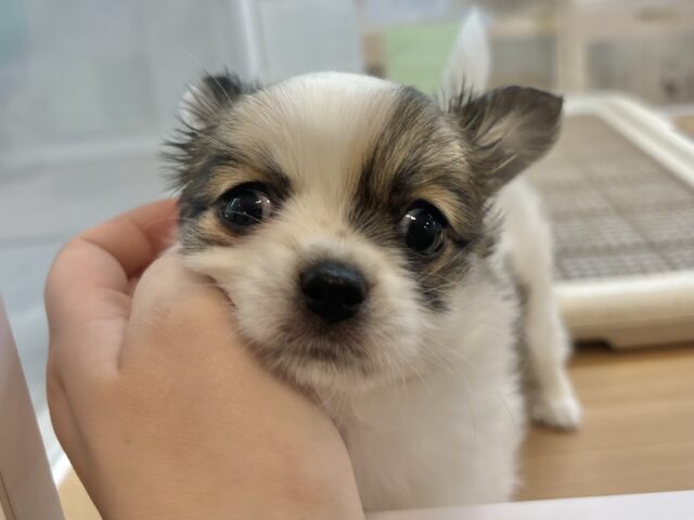 チワワ