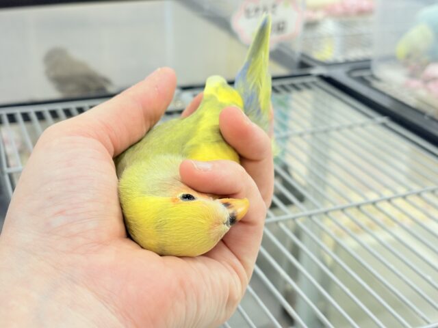 【最新画像更新🪄もうすぐひとり餌☆】フレッシュ🍋ビタミン🍊ブーケット💐コザクラインコ(タイガーチェリー) ヒナ コザクラインコ(小桜インコ)
