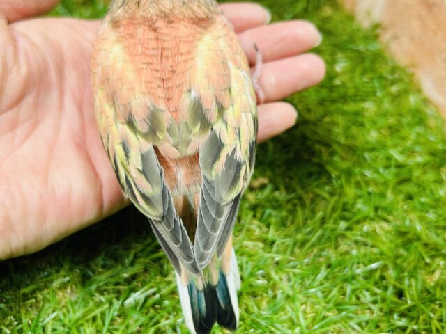 薔薇のように美しいカラーの鳥さんがやってきましたよ〜🌹🌹 アキクサインコ(ローズ) アキクサインコ(秋草インコ)