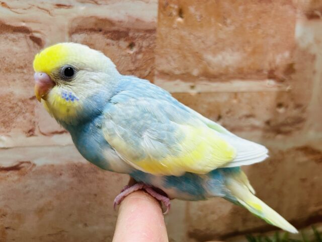 ③レインボー系のセキセイちゃんがやってきましたよ〜♫💛💙❤️💚 セキセイインコ セキセイインコ