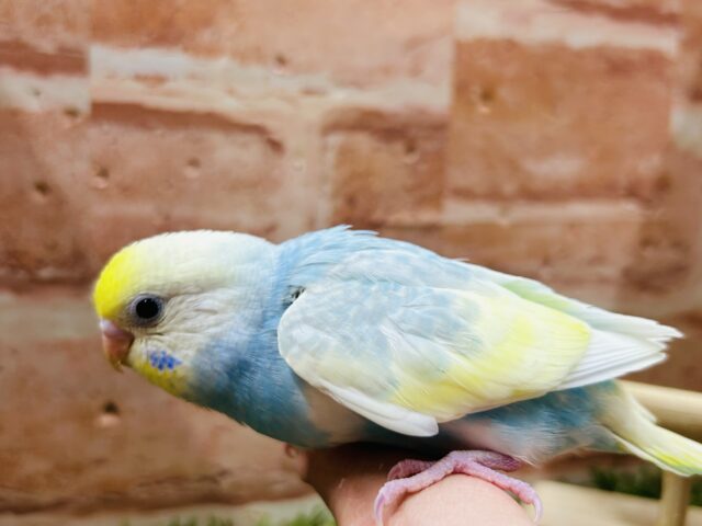 ③レインボー系のセキセイちゃんがやってきましたよ〜♫💛💙❤️💚 セキセイインコ セキセイインコ