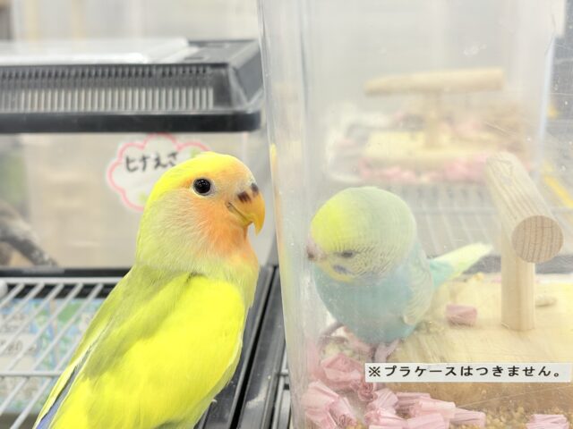 【最新画像更新🪄もうすぐひとり餌☆】フレッシュ🍋ビタミン🍊ブーケット💐コザクラインコ(タイガーチェリー) ヒナ コザクラインコ(小桜インコ)