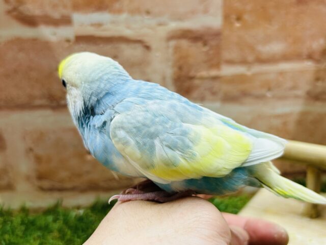③レインボー系のセキセイちゃんがやってきましたよ〜♫💛💙❤️💚 セキセイインコ セキセイインコ