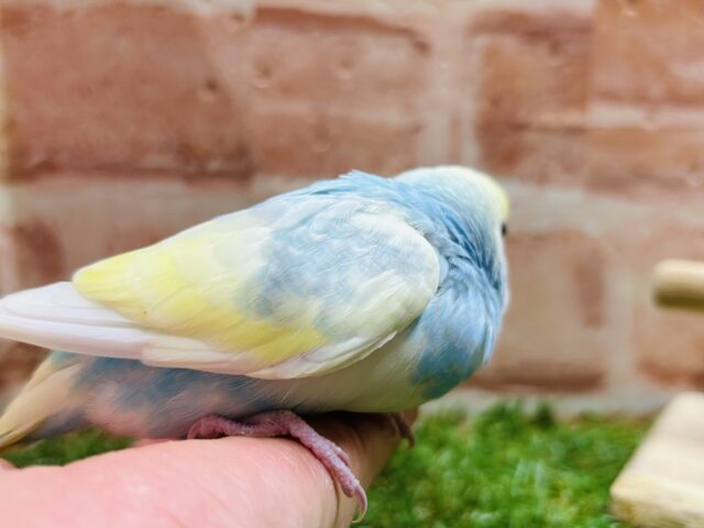 ③レインボー系のセキセイちゃんがやってきましたよ〜♫💛💙❤️💚 セキセイインコ セキセイインコ