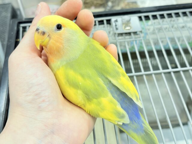 【最新画像更新🪄もうすぐひとり餌☆】フレッシュ🍋ビタミン🍊ブーケット💐コザクラインコ(タイガーチェリー) ヒナ コザクラインコ(小桜インコ)