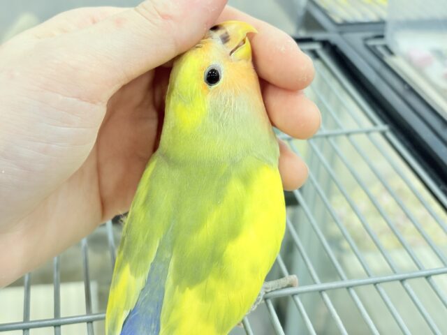 【最新画像更新🪄もうすぐひとり餌☆】フレッシュ🍋ビタミン🍊ブーケット💐コザクラインコ(タイガーチェリー) ヒナ コザクラインコ(小桜インコ)