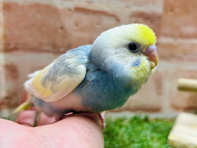 ③レインボー系のセキセイちゃんがやってきましたよ〜♫💛💙❤️💚 セキセイインコ セキセイインコ