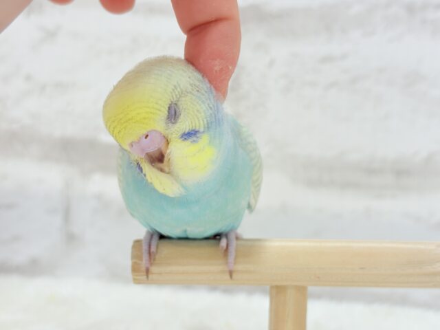 【最新画像・動画更新🪄もうすぐひとり餌☆】パステル🪅メリーゴーランド🐣🎡セキセイインコ(パステルカラーレインボースパングル) ヒナ セキセイインコ