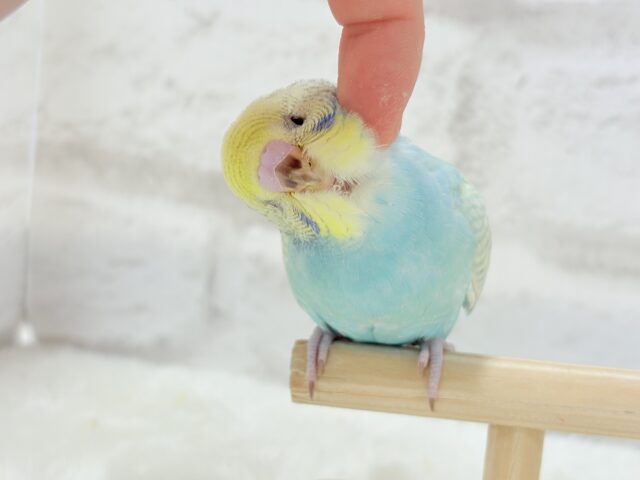 【最新画像・動画更新🪄もうすぐひとり餌☆】パステル🪅メリーゴーランド🐣🎡セキセイインコ(パステルカラーレインボースパングル) ヒナ セキセイインコ
