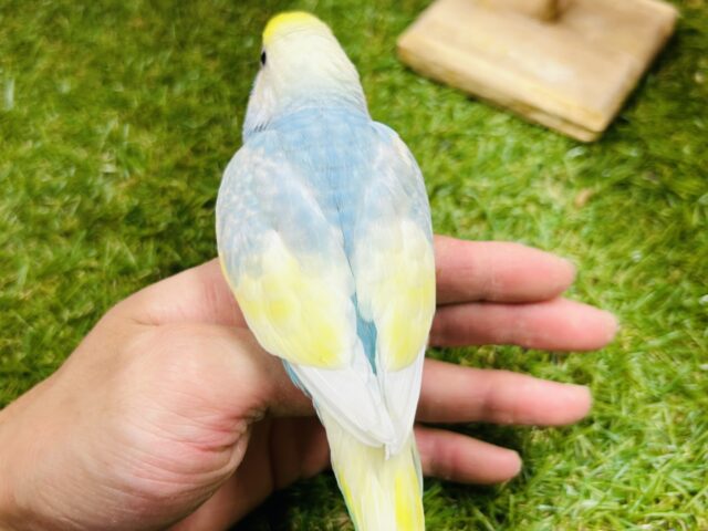 ③レインボー系のセキセイちゃんがやってきましたよ〜♫💛💙❤️💚 セキセイインコ セキセイインコ