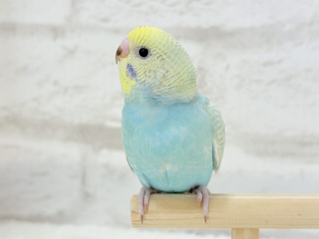 【最新画像・動画更新🪄もうすぐひとり餌☆】パステル🪅メリーゴーランド🐣🎡セキセイインコ(パステルカラーレインボースパングル) ヒナ セキセイインコ