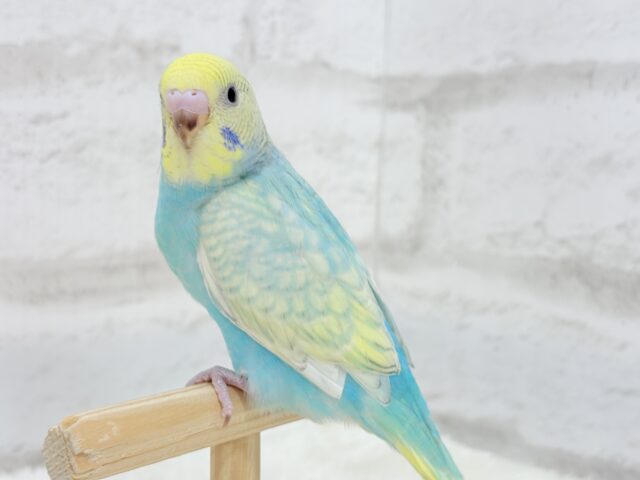【最新画像・動画更新🪄もうすぐひとり餌☆】パステル🪅メリーゴーランド🐣🎡セキセイインコ(パステルカラーレインボースパングル) ヒナ セキセイインコ