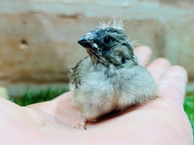 大人気のミニミニ怪獣ちゃんがやってきましたよ✨✨ キンカチョウ(ノーマル) 錦花鳥(キンカチョウ)
