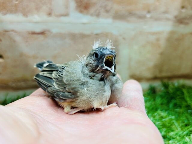 大人気のミニミニ怪獣ちゃんがやってきましたよ✨✨ キンカチョウ(ノーマル) 錦花鳥(キンカチョウ)