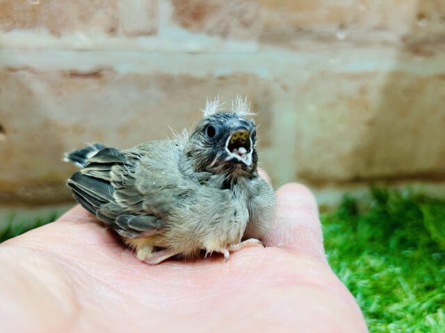 大人気のミニミニ怪獣ちゃんがやってきましたよ✨✨ キンカチョウ(ノーマル) 錦花鳥(キンカチョウ)