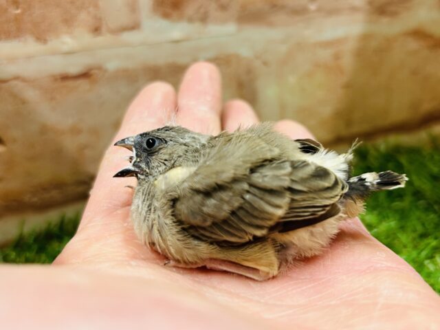 大人気のミニミニ怪獣ちゃんがやってきましたよ✨✨ キンカチョウ(ノーマル) 錦花鳥(キンカチョウ)