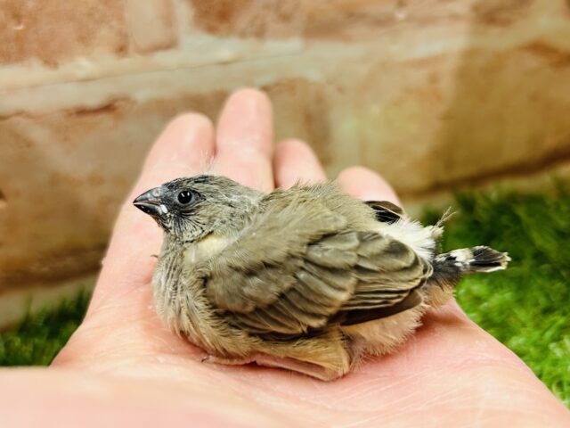 大人気のミニミニ怪獣ちゃんがやってきましたよ✨✨ キンカチョウ(ノーマル) 錦花鳥(キンカチョウ)