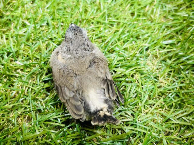 大人気のミニミニ怪獣ちゃんがやってきましたよ✨✨ キンカチョウ(ノーマル) 錦花鳥(キンカチョウ)
