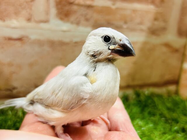 この輝きが魅力的💫💫💫 シルバー文鳥 シルバー文鳥