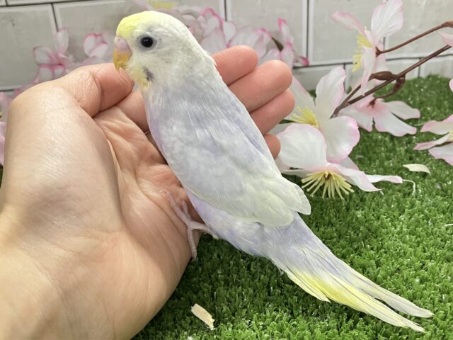 降り注ぐ✨星降る街でキミを待つよ💫💫セキセイインコ(ライラック/2026年2月中旬生まれ) セキセイインコ