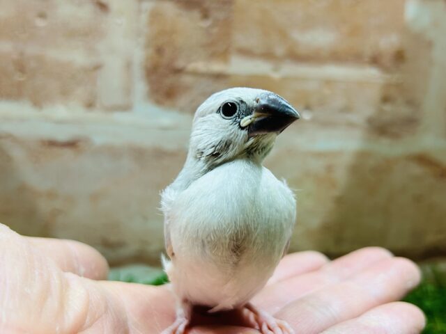 この輝きが魅力的💫💫💫 シルバー文鳥 シルバー文鳥