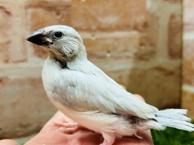 この輝きが魅力的💫💫💫 シルバー文鳥 シルバー文鳥
