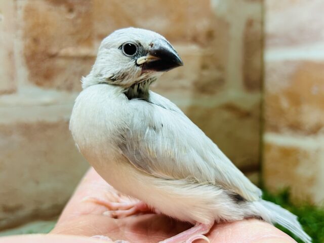 この輝きが魅力的💫💫💫 シルバー文鳥 シルバー文鳥