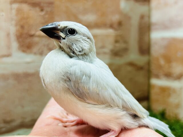 この輝きが魅力的💫💫💫 シルバー文鳥 シルバー文鳥