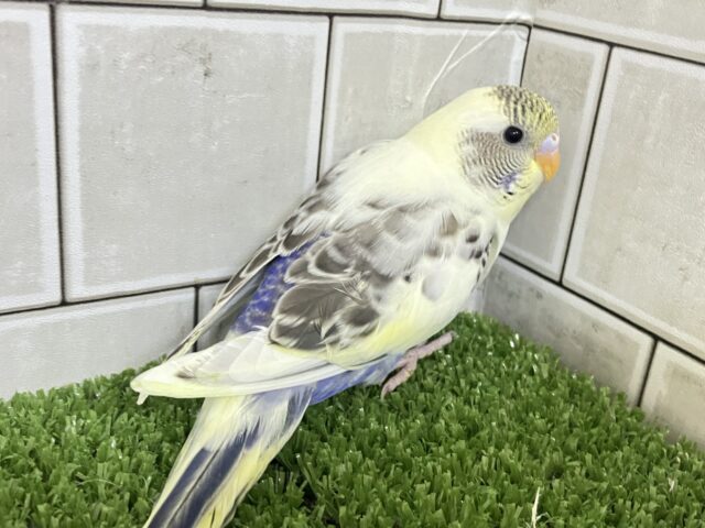 【最新画像更新☆☆】ピョコピョコ❕伝説のかくれんぼMASTER🏘️🫣セキセイインコ(4色ハルクインバイオレット/2026年2月中~下旬生まれ) セキセイインコ